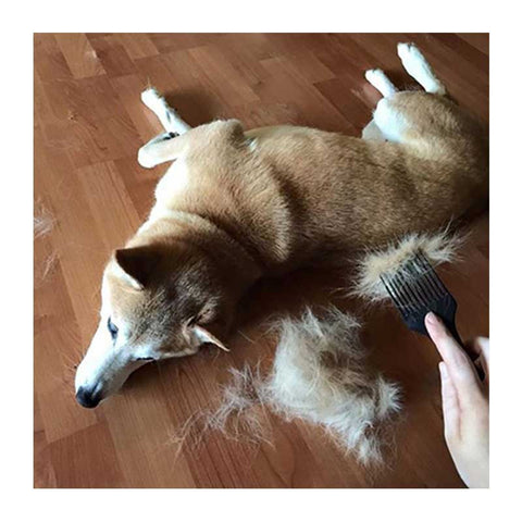 The Coathook pet comb detangles and desheds double-coated dog fur