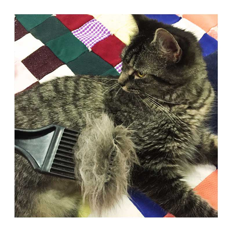 The CoatHook The Best Comb for Cats and Dogs The CoatHook Pet Comb