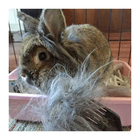 A CoatHook to Benefit <br />Southwest Florida House Rabbit Rescue<p></p>